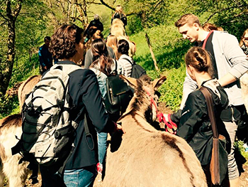 Teamwanderung mit Pferden